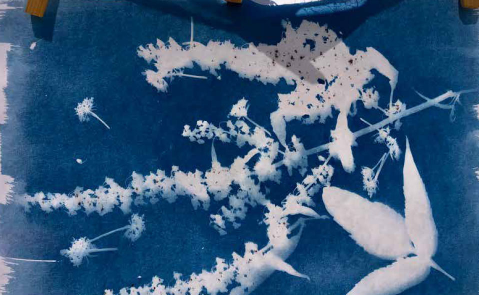 advocacy-footer-1 A close up photograph of a print of leaves and flowers. The leaves and flowers are white, and the surrounding fabric is dyed blue.